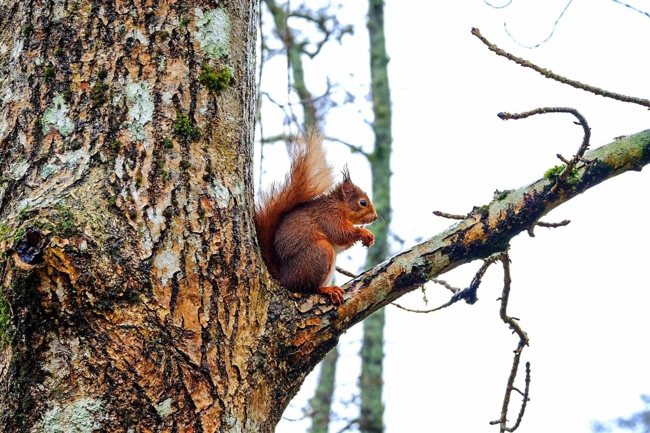 Red Squirrel Scotland 3 - Love from Scotland