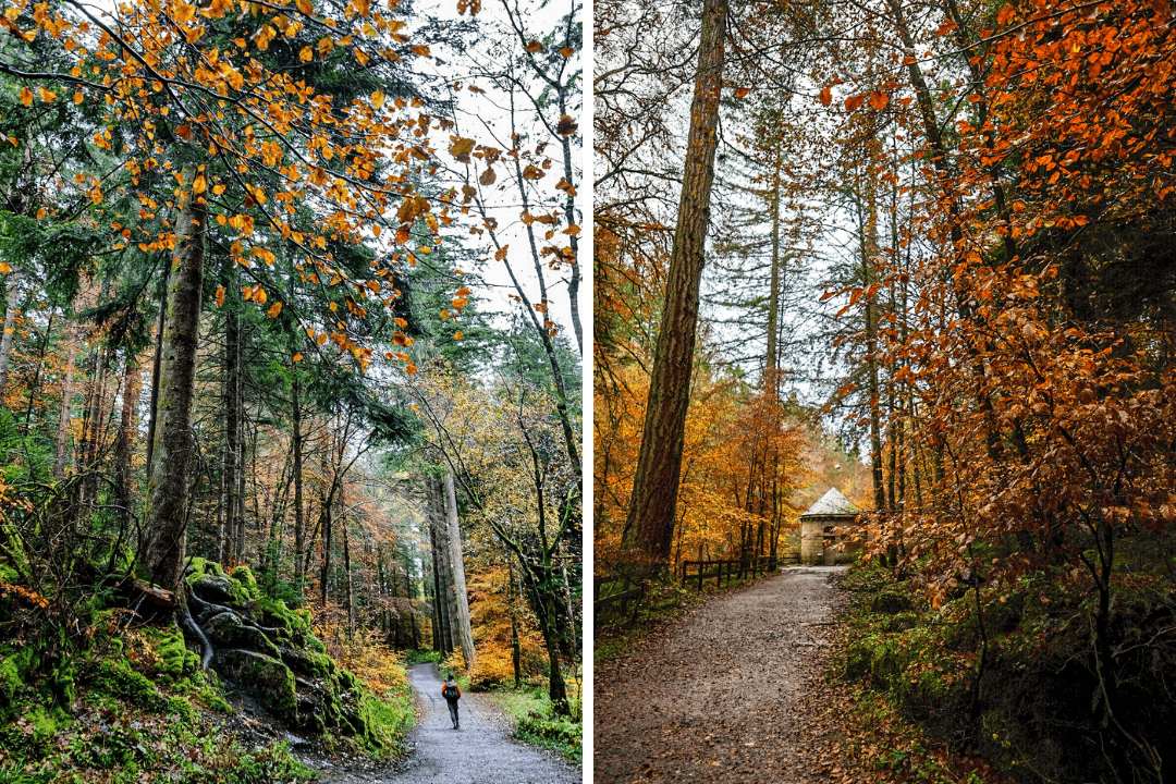 The best forest walks in Scotland – Love from Scotland