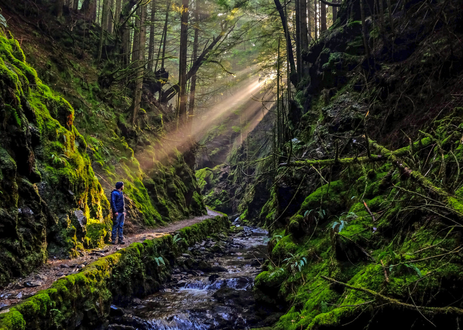 The best forest walks in Scotland – Love from Scotland