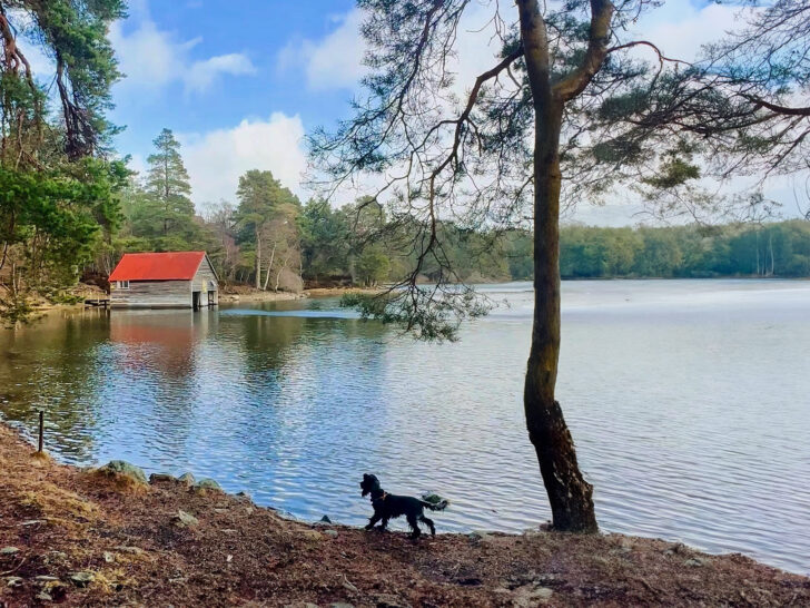 Dog friendly Scotland - Loch Vaa